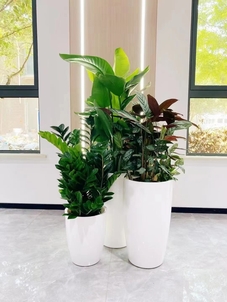 镇海花木出租，用绿意装点生活，开启美好新体验